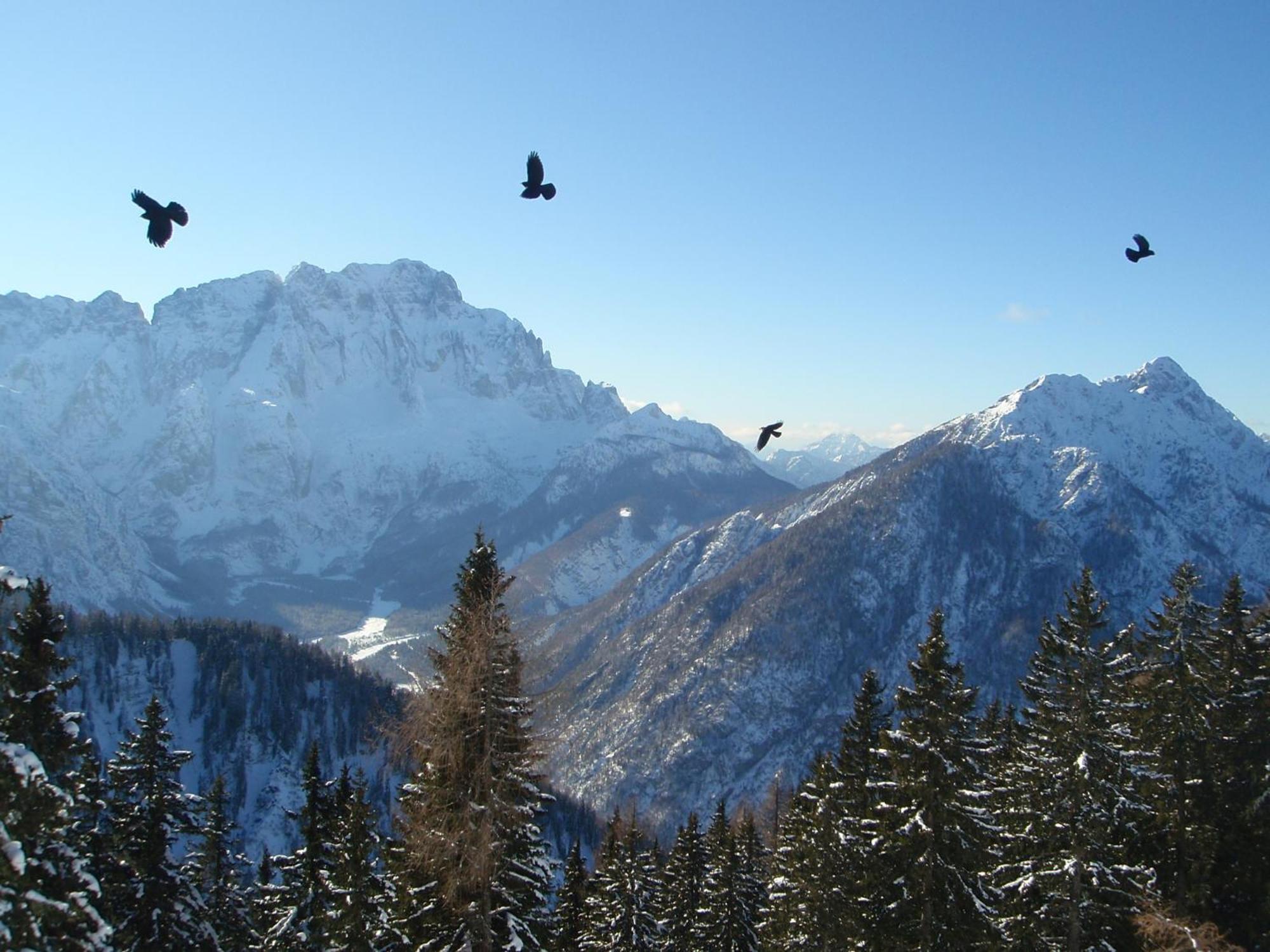 Tempfer 2 Apartments & Rooms With New Wellness Kranjska Gora Eksteriør billede